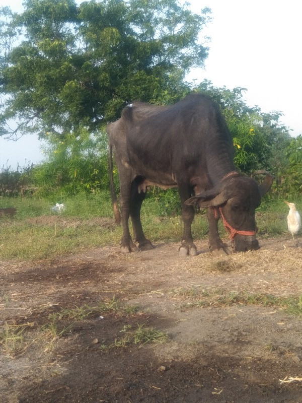 ભેંસ વેચવાની છે