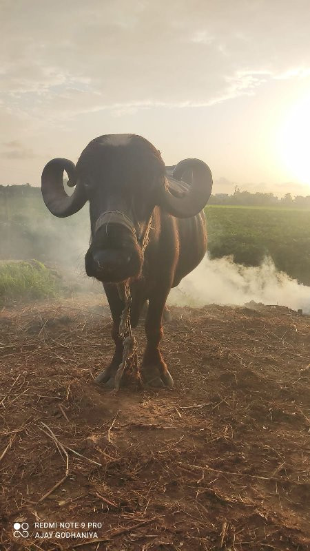 ભેંશ વેચવાની છે