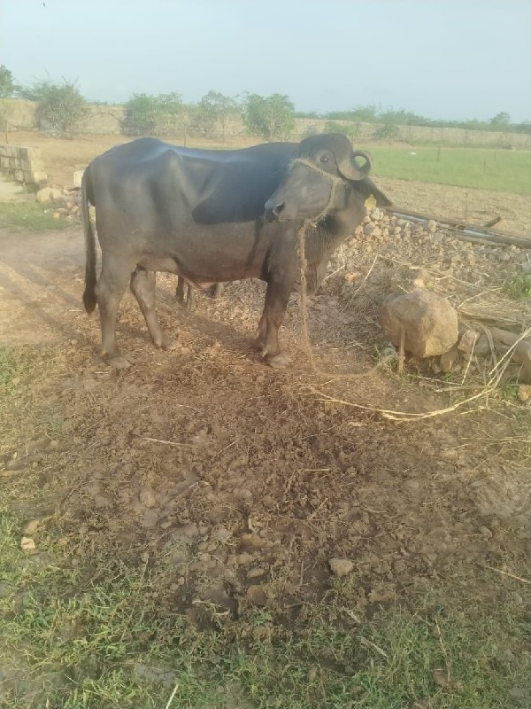 એલોવેરા કારેલી...