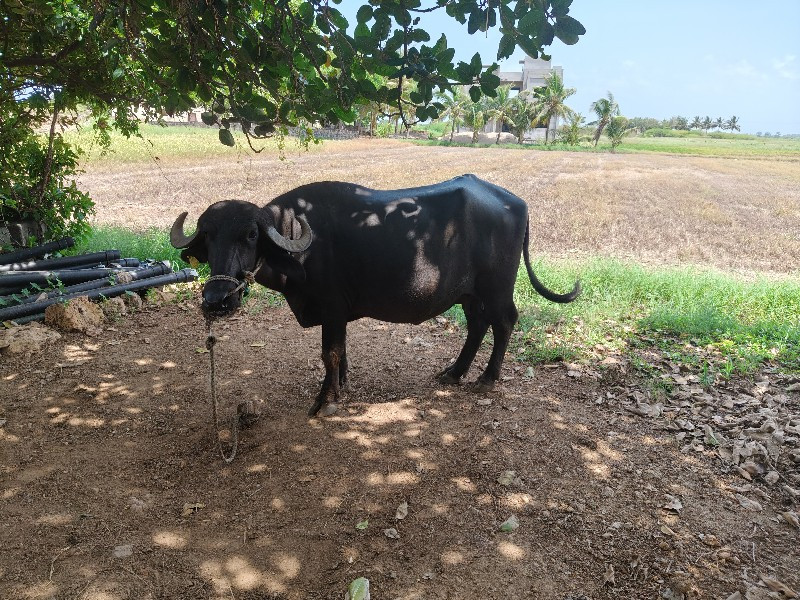 ૨ વેતર