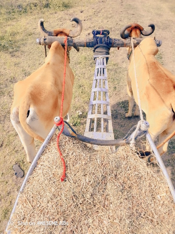 બધા ફોટા નાખેલી...