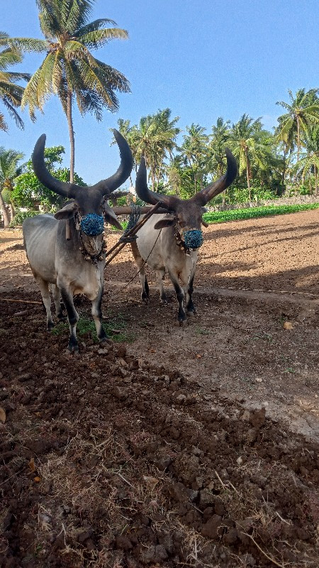 બળદ વેચવાના છે