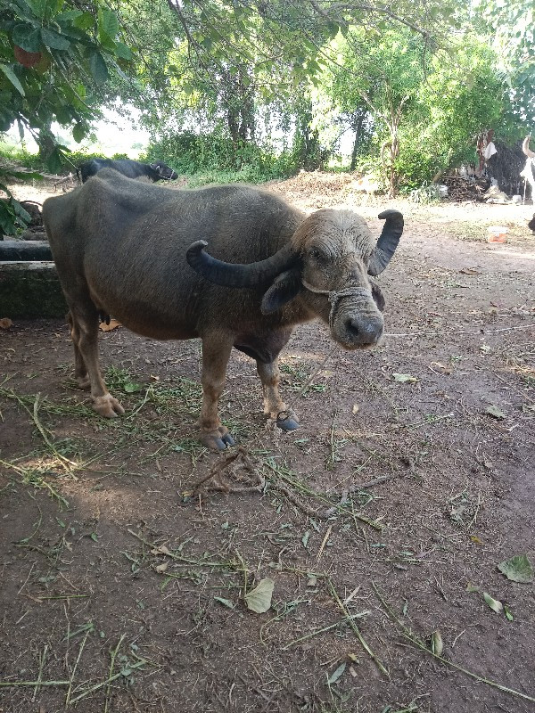 ભેસું વેચવા ની...