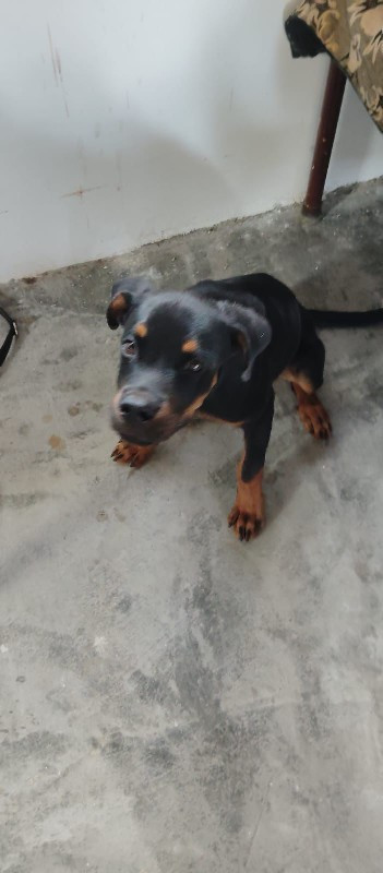 Rottweiler