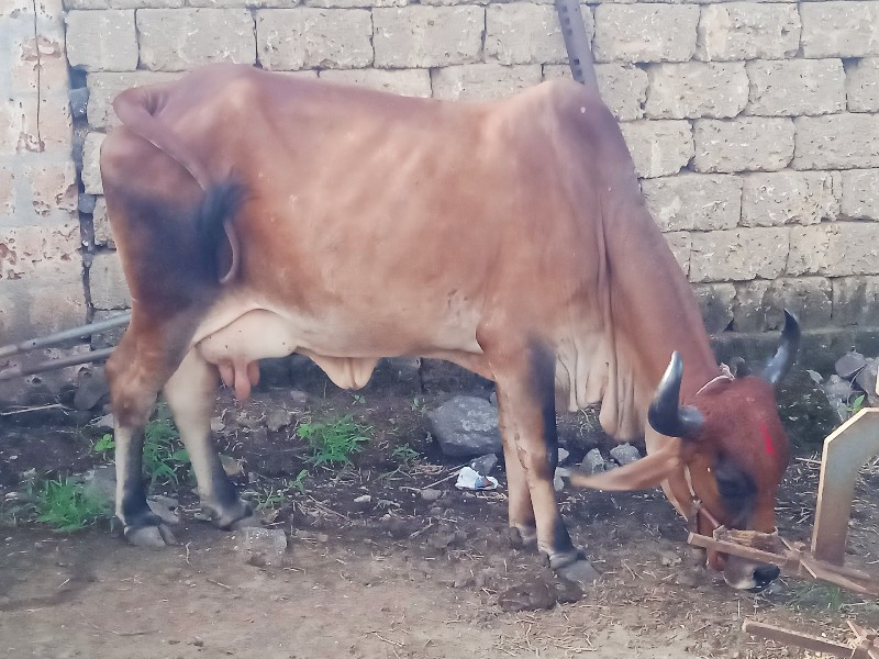 ગાય વેશવાનીછે ફ...