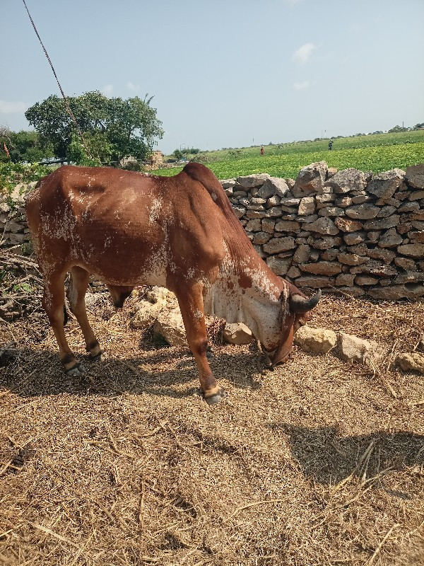 ગોઢલા વેચવાનો છ...