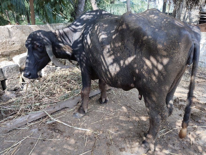 ગાય વેચવાની છે