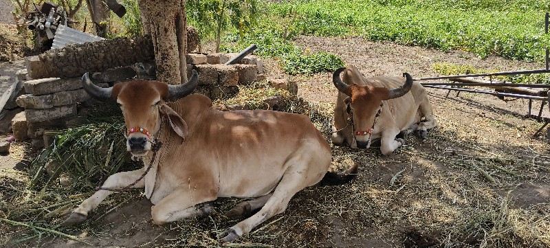 વાછડા બળદ ફૂલ પ...