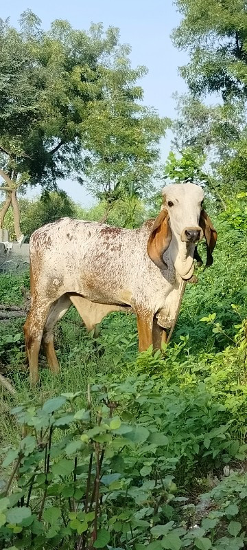 ખુંટ માટે આપવાન...