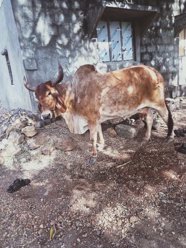 ગાય વેશવાની છે...