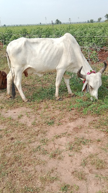 ગોપાલ ભાઈ 63513...