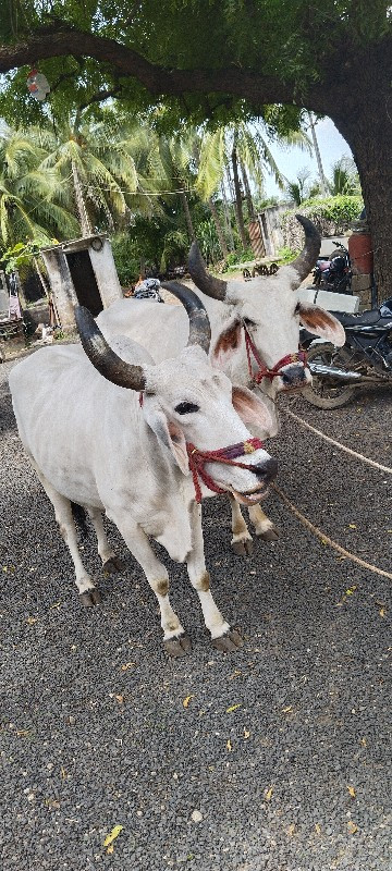 ગોધલા વેચવાના છ...