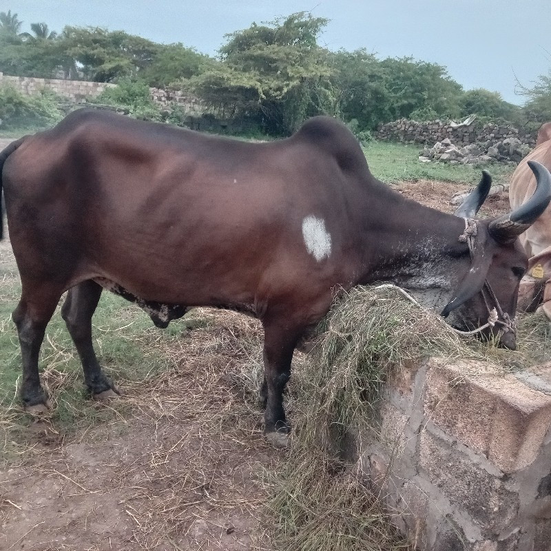 બળદ વેચવાનો છે