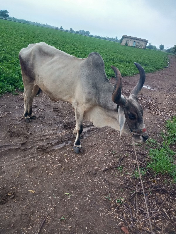 આવોબરધ લેવાનોસે