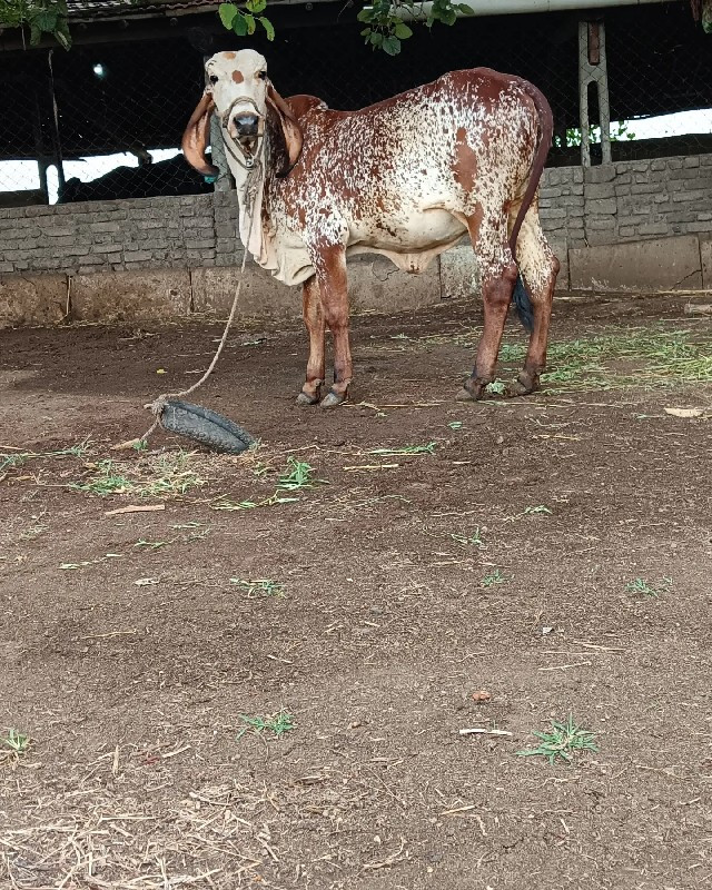 ગીર કાબરી વાછરડ...