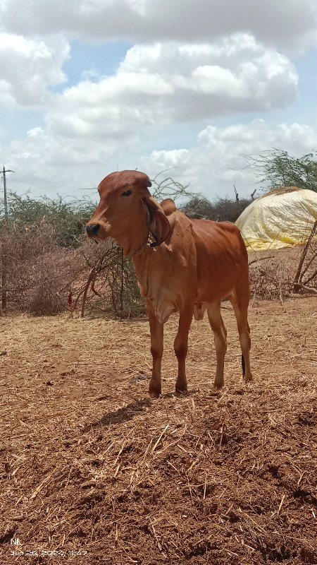 ગીર વાછડીઓ