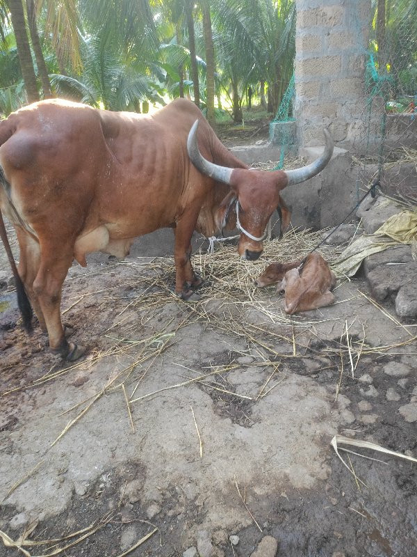 ગાય વેચવાની છે