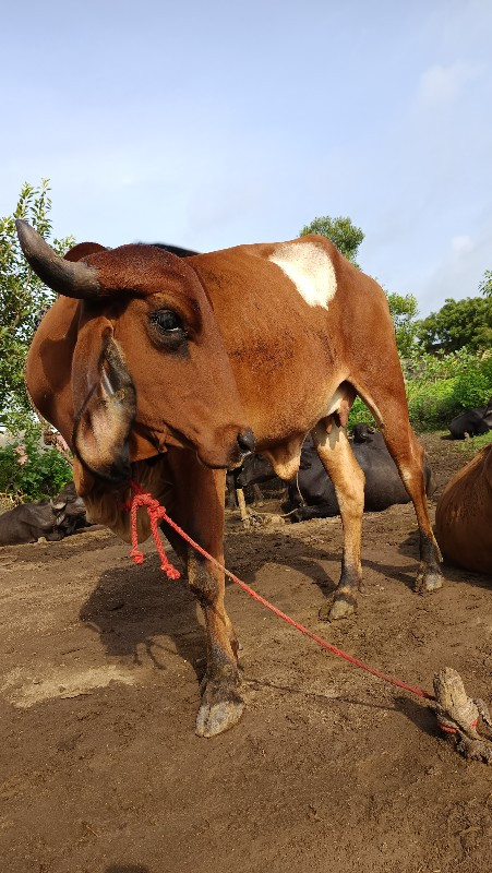 વેશવાનીછે રેલ્વ...