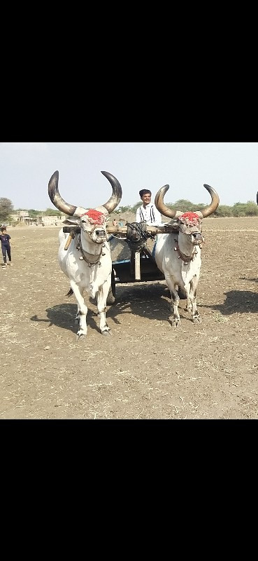 બળદ