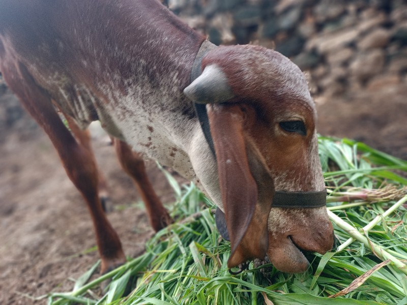 આ ગીર વાછડી વેચ...