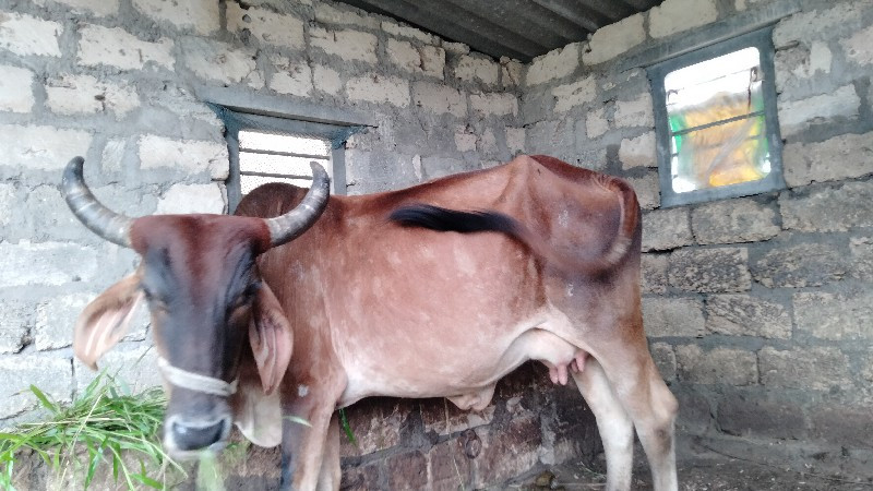 chanbu mahida મ...