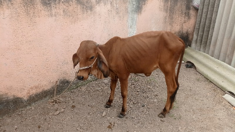 બે વાછડીયુ વેચવ...