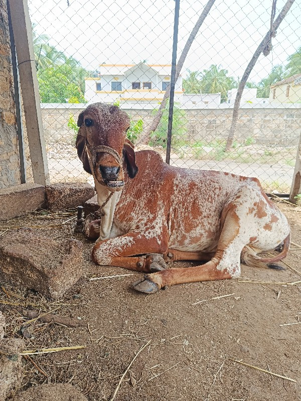 ગીર ગાય