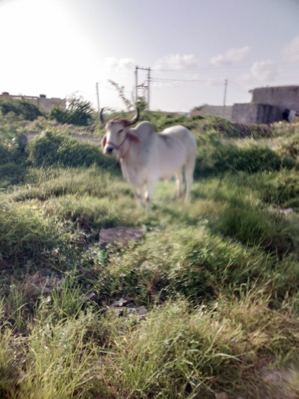 ગોદલો વેચવાનો છ...