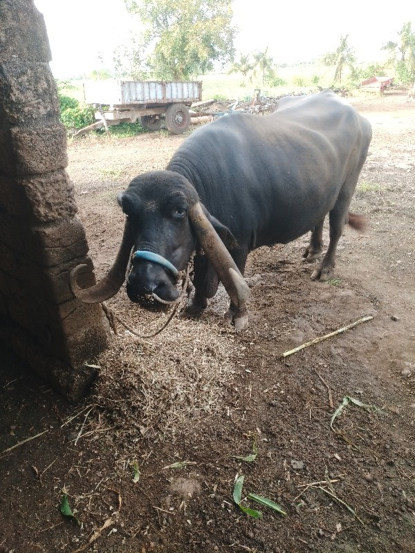 ભેસ વેચવા ની છે