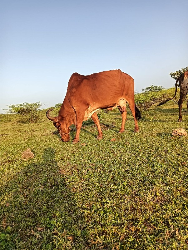 ગાય વેસવાની છે