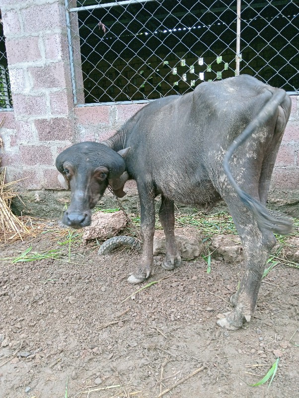 ખળેલા