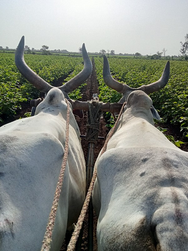 બળદ વેચવાના છે