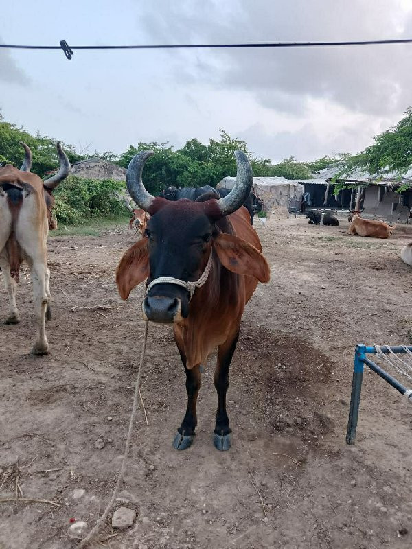 આ ગય વેચવાની છે