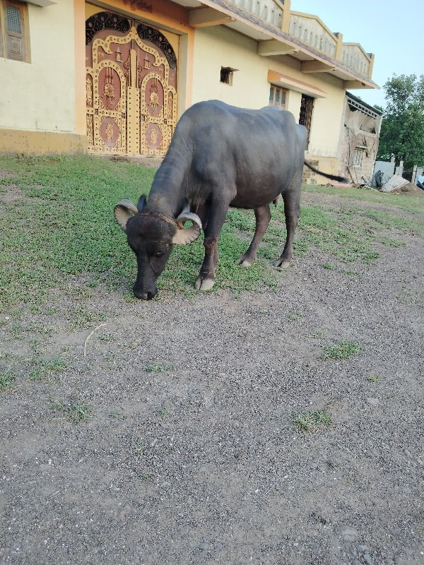 બીજું વેતર ભેંસ...