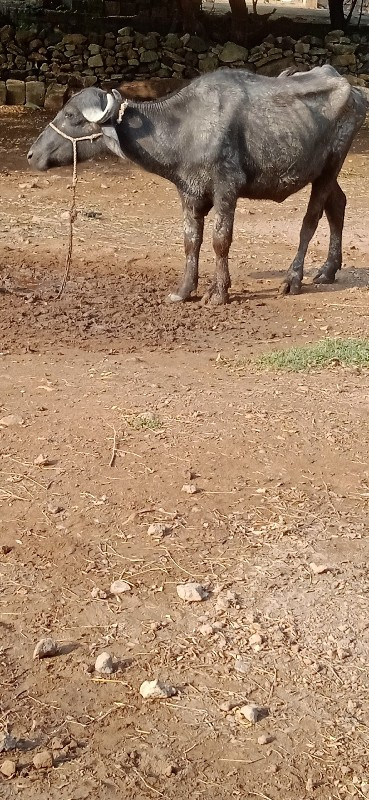 ખડેલુ