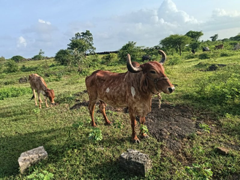 ગાય વેચવાની છે