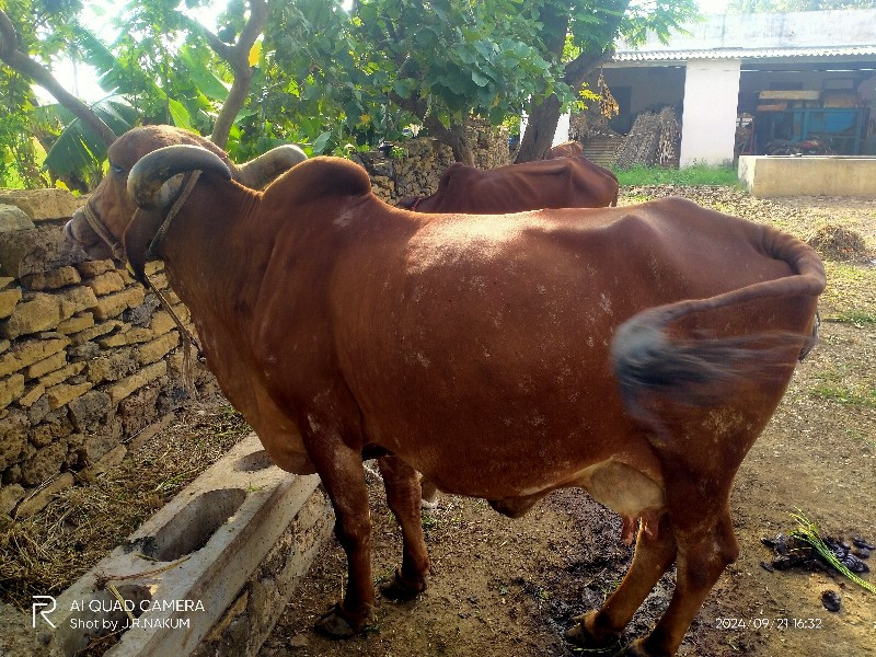 ગાય વેચવાની છે