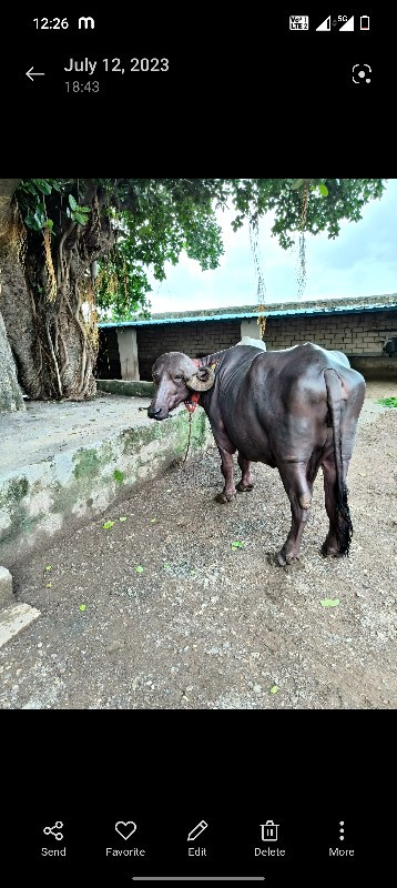 ભેંશ વેચવા ની છ...