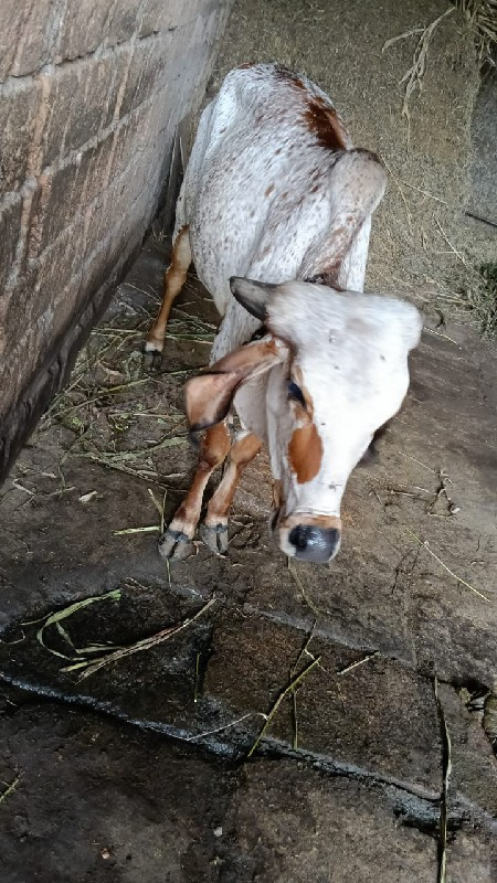 વાચડી  વેચવાની...