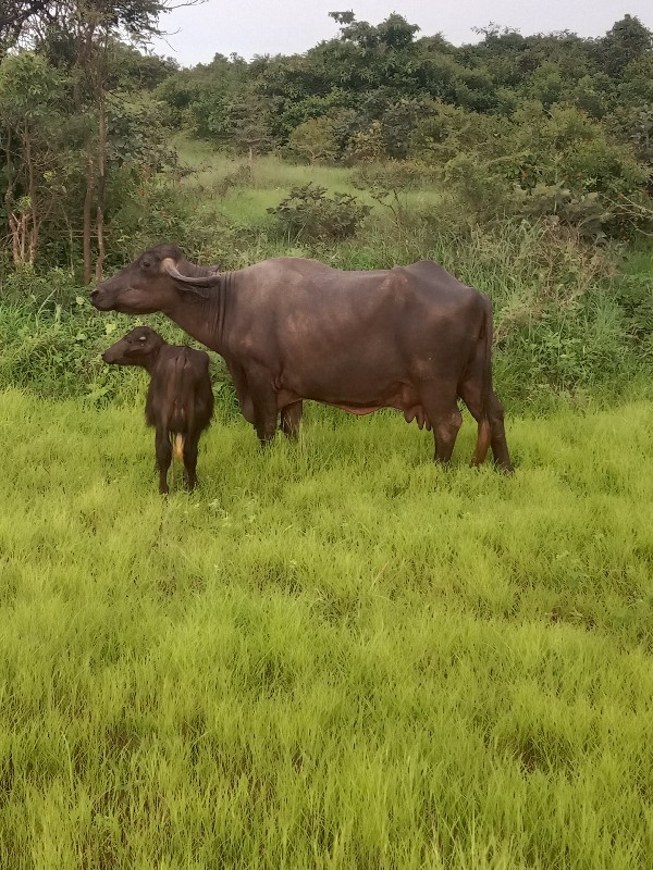 ભેંસ વેચવાની છે...