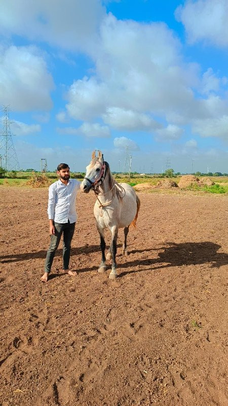 ઘોડી વેચવાની છે...