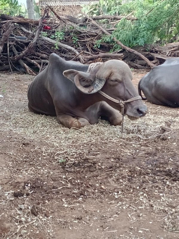 ખડેલિ.વેશવાની