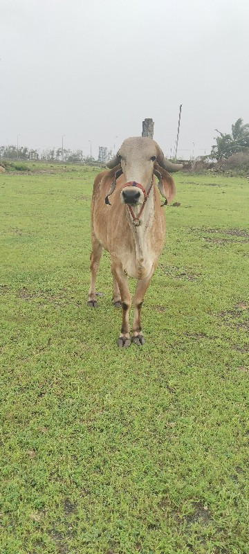 વેસવા ની છે