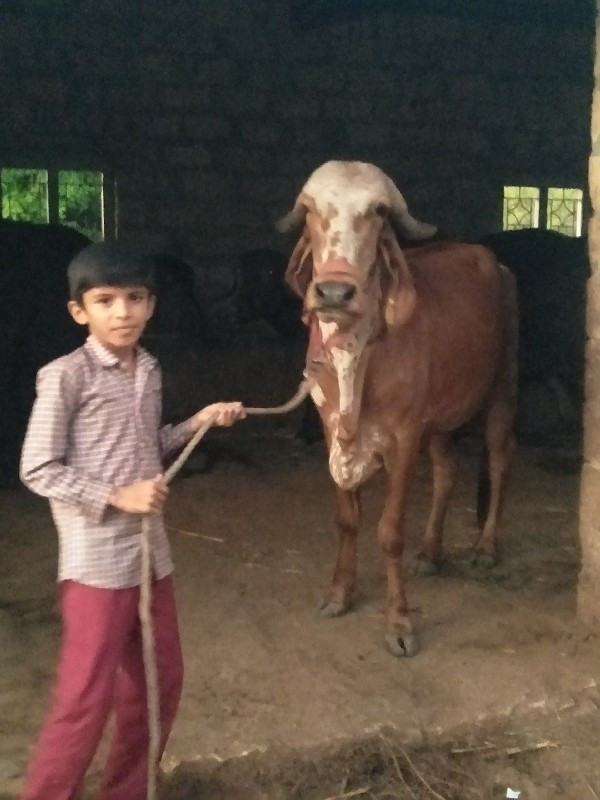 આ ગા વેચવાની છે