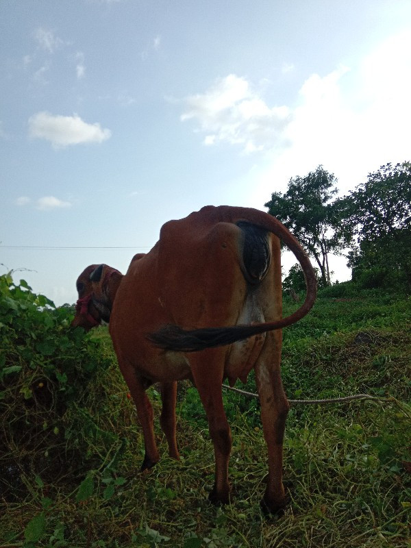 પેલા વેતરની હોડ...