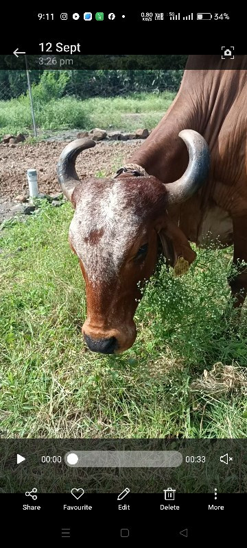 લાલ  ગાય  વેચવા...