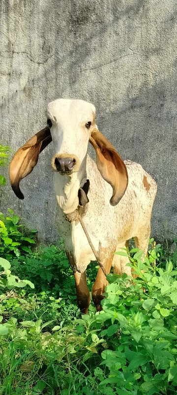 ખુંટ માટે આપવાન...