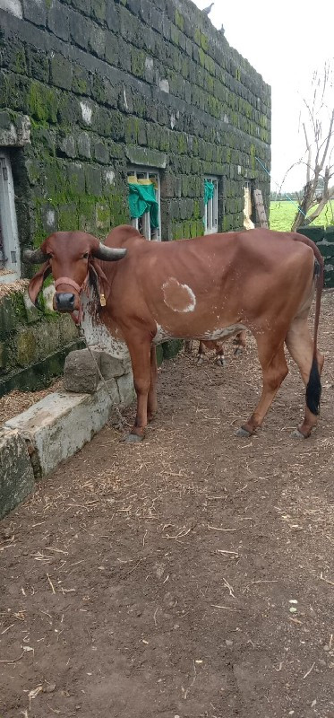 પેલું વેતર હોડક...