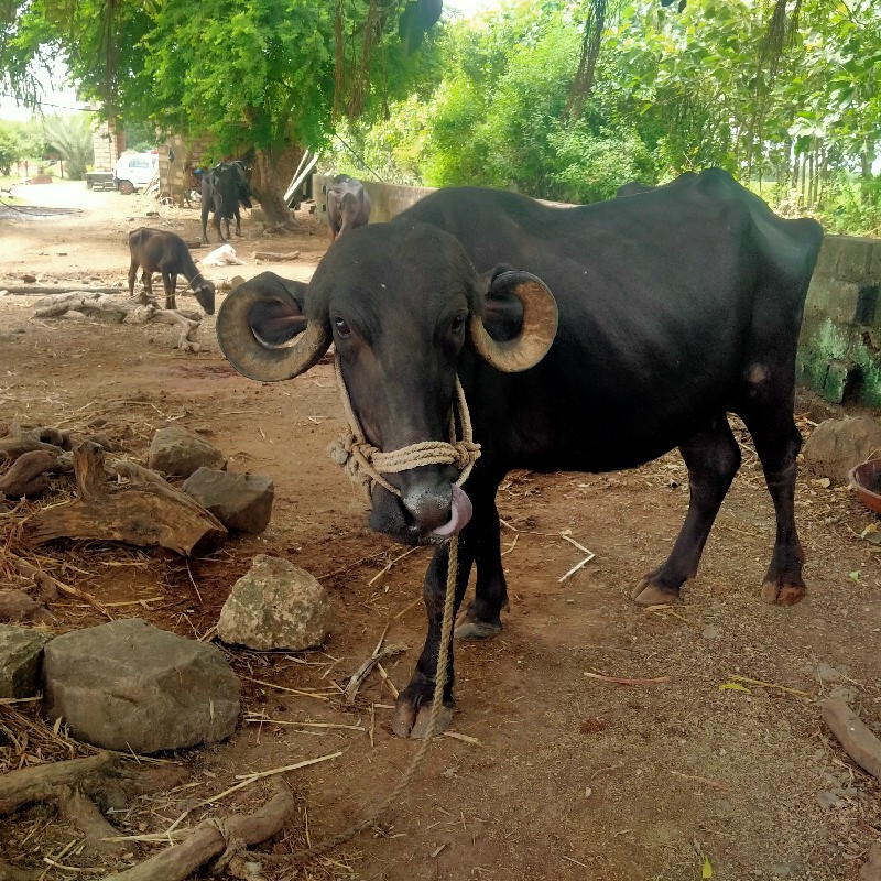 ભેંસ વેચવાની છે