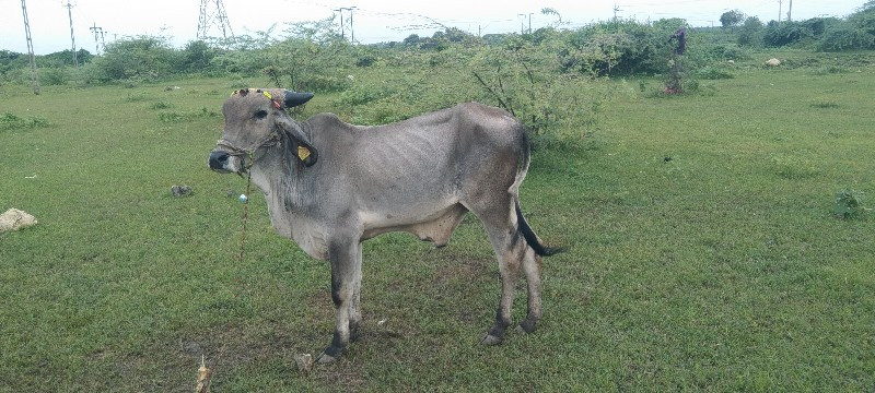 ઠાલા ફોર